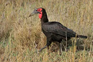 Bucorvus: Southern Ground Hornbill