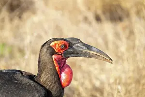 Hornbills: Southern ground hornbill (Bucorvus leadbeateri)