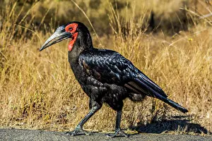 Hornbills: Southern ground hornbill (Bucorvus leadbeateri)
