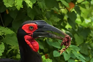 Hornbill: Southern Ground Hornbill (Bucorvus leadbeateri)
