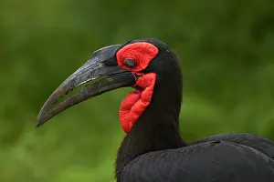 Hornbill: Southern Ground Hornbill (Bucorvus leadbeateri)