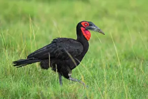 Hornbill: Southern ground hornbill (Bucorvus leadbeateri)