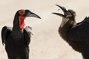 Hornbill: Southern ground hornbill (Bucorvus leadbeateri)