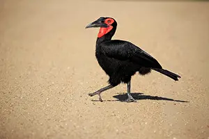 Hornbill: Southern ground hornbill (Bucorvus leadbeateri)