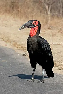 271221: Southern Ground Hornbill (Bucorvus leadbeateri)