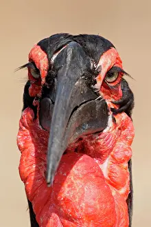 271221: Southern Ground Hornbill (Bucorvus leadbeateri)