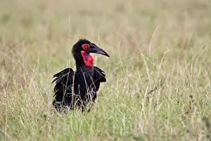 Cafer: Southern Ground Hornbill or cafer (Bucorvus
