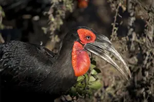 Hornbill: Southern Ground Hornbill - critically endangered