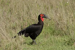 Bucorvus: Southern Ground Hornbill - eating insect