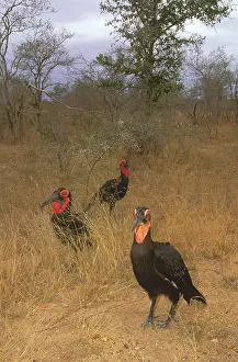 Bucorvus: Southern Ground Hornbill - Family group on ground