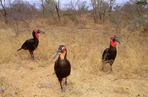 Bucorvus: Southern Ground Hornbill - Family group on ground