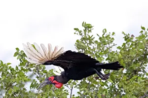 Bucorvus: Southern Ground Hornbill - in flight