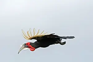 Bucorvus: Southern Ground Hornbill - in flight