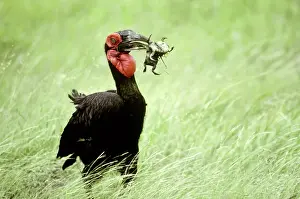 Bucerotidae: Southern Ground-hornbill with frog prey