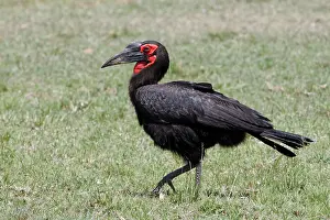 Hornbill: Southern Ground Hornbill, Maasai Mara, Kenya
