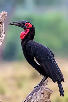Bucorvus: Southern Ground Hornbill perched on branch