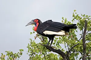 Bucorvus: Southern Ground Hornbill - perched in tree