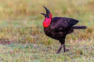 Bucorvus: Southern Ground Hornbill swallowing insect prey