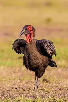 Bucorvus: Southern Ground Hornbill swallowing insect prey