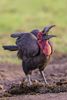Bucorvus: Southern Ground Hornbill swallowing insect prey