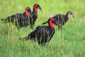 Hornbill: Southern ground hornbills (Bucorvus leadbeateri)