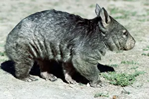 Wombat: Southern Hairy-Nosed WOMBAT - side on