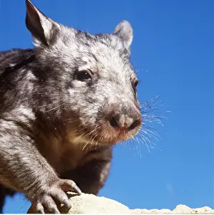 Snouts: Southern hairy-nosed WOMBAT