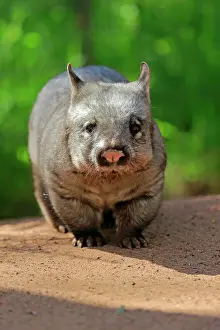 Wombat: Southern hairy-nosed wombat (Lasiorhinus latifrons)