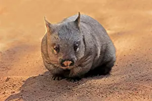 Wombat: Southern hairy-nosed wombat (Lasiorhinus latifrons)