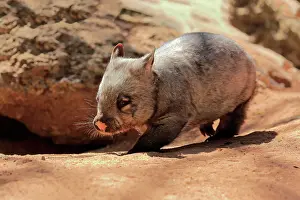 Wombat: Southern hairy-nosed wombat (Lasiorhinus latifrons)