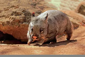 Wombat: Southern hairy-nosed wombat (Lasiorhinus latifrons)
