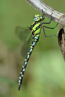 Aeshna: Southern Hawker