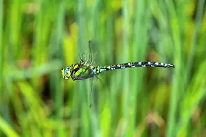 Aeshna: Southern Hawker (Aeshna cyanea), male in flight