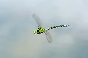 Aeshna: Southern Hawker (Aeshna cyanea), male in flight