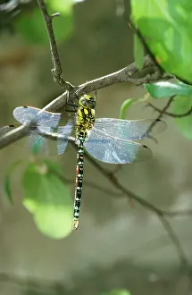 Aeshna: Southern Hawker Dragonfly