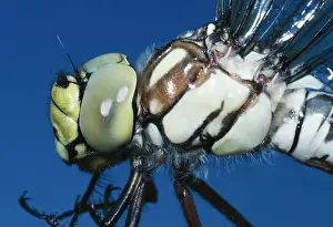 Aeshna: Southern Hawker Dragonfly