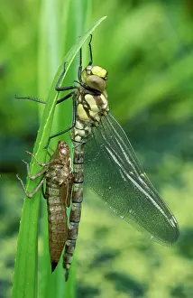 Aeshna: Southern Hawker Dragonfly