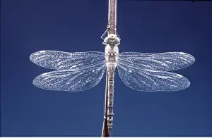 Transparent: Southern Hawker DRAGONFLY