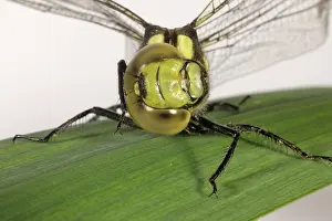 Dragon: Southern hawker dragonfly