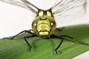 Dragon: Southern hawker dragonfly