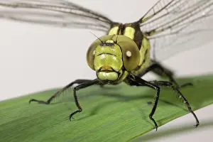 Dragon: Southern hawker dragonfly