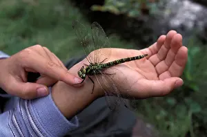 Aeshna: Southern hawker Dragonfly - Female on a child's hand