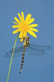 Aeshna: Southern Hawker Dragonfly - hanging on yellow flower