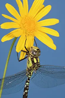 Aeshna: Southern Hawker Dragonfly - hanging on yellow flower