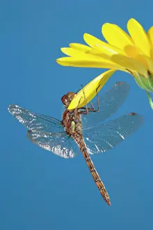Aeshna: Southern Hawker Dragonfly - hanging on yellow flower