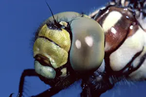 Aeshna: Southern Hawker Dragonfly - Detail of the head