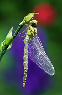 Aeshna: Southern HAWKER Dragonfly - newly emerged