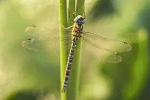 Aeshna: Southern Hawker Dragonfly, Norfolk UK