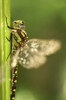Aeshna: Southern Hawker Dragonfly, Norfolk UK