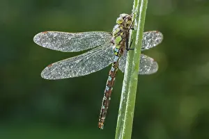 Aeshna: Southern Hawker Dragonfly, Norfolk UK